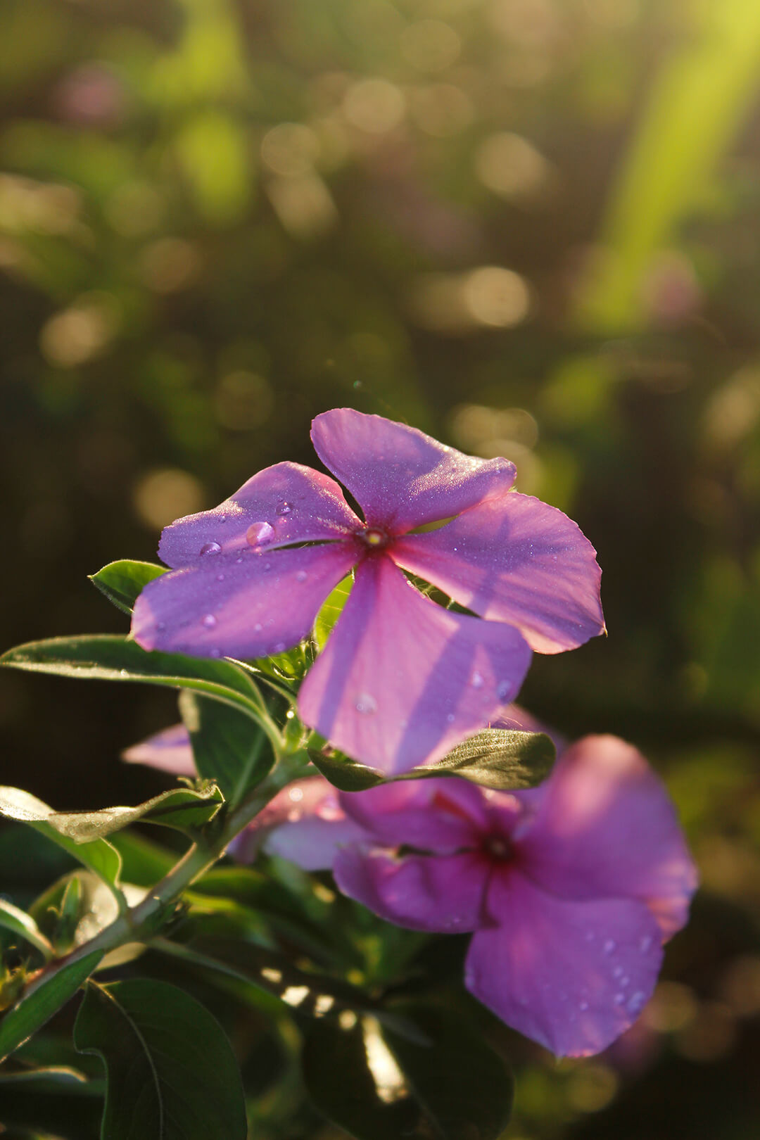 Fotografia como ferramenta de marketing: Aproveitando a natureza para promover seu negócio